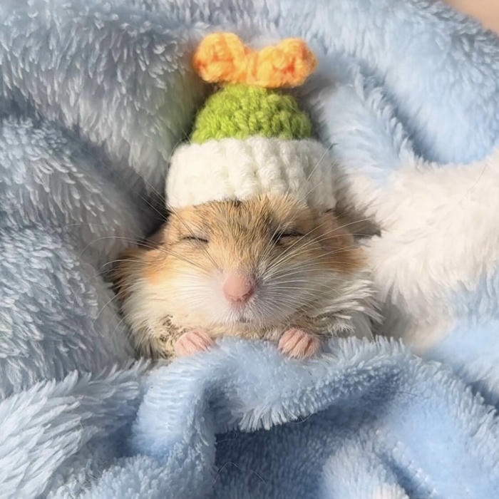 Bức ảnh hamster chibi duoc thể hiện tinh tế